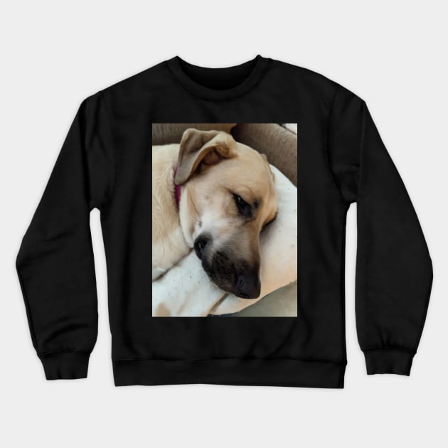 Anatolian Shepheard resting Crewneck Sweatshirt by PandLCreations